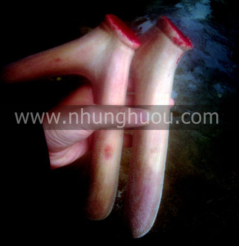 Nhung Hươu, Nhung Nai giá tốt nhất tại TPHCM - 3