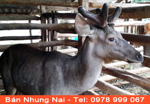 Hươu giống, nai giống chất lượng tốt nhất, giá rẻ nhất - 5