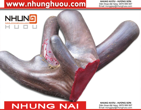 Nhung Hươu, Nhung Nai giá tốt nhất tại TPHCM - 1